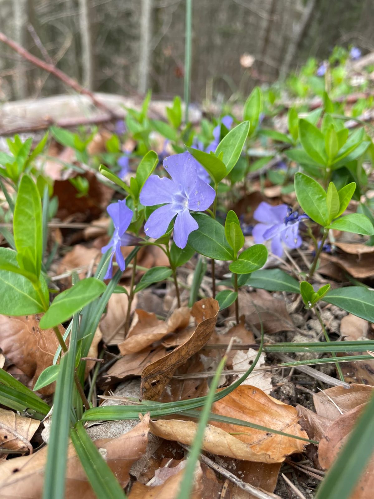 Blaue Immergrün-Blüten im Wald
