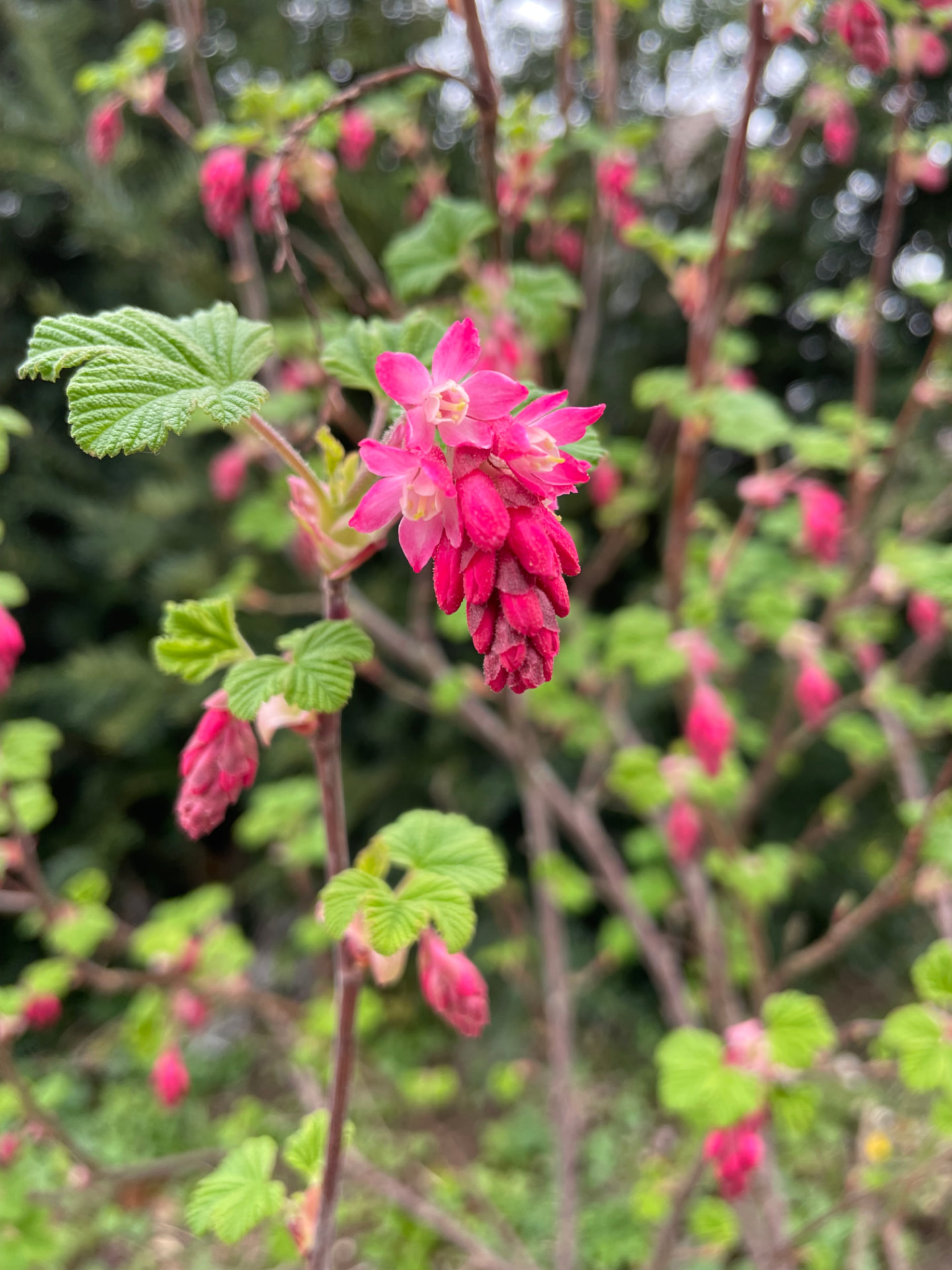 Rosa Blütenknospen einer Johannisbeere vor dunklem Hintergrund