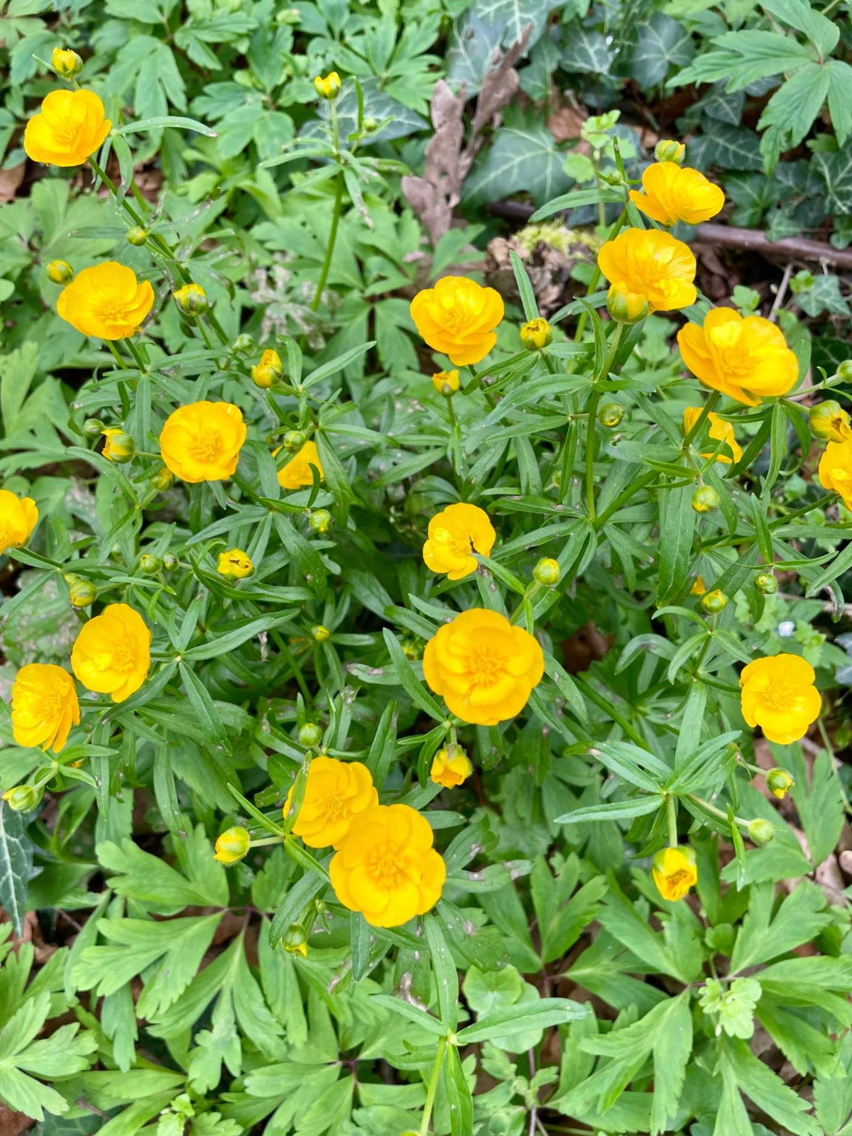 Gelbe Butterblumen