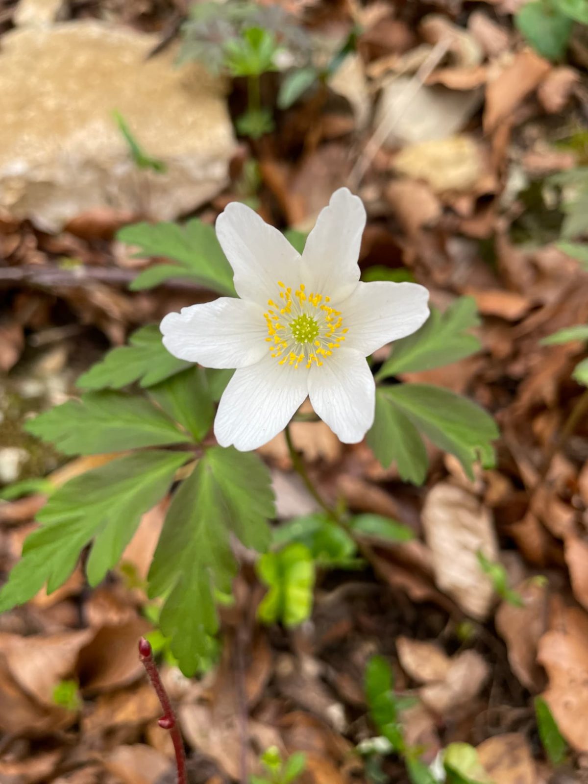 Weiße Buschwindröschen-Blüte im Laub