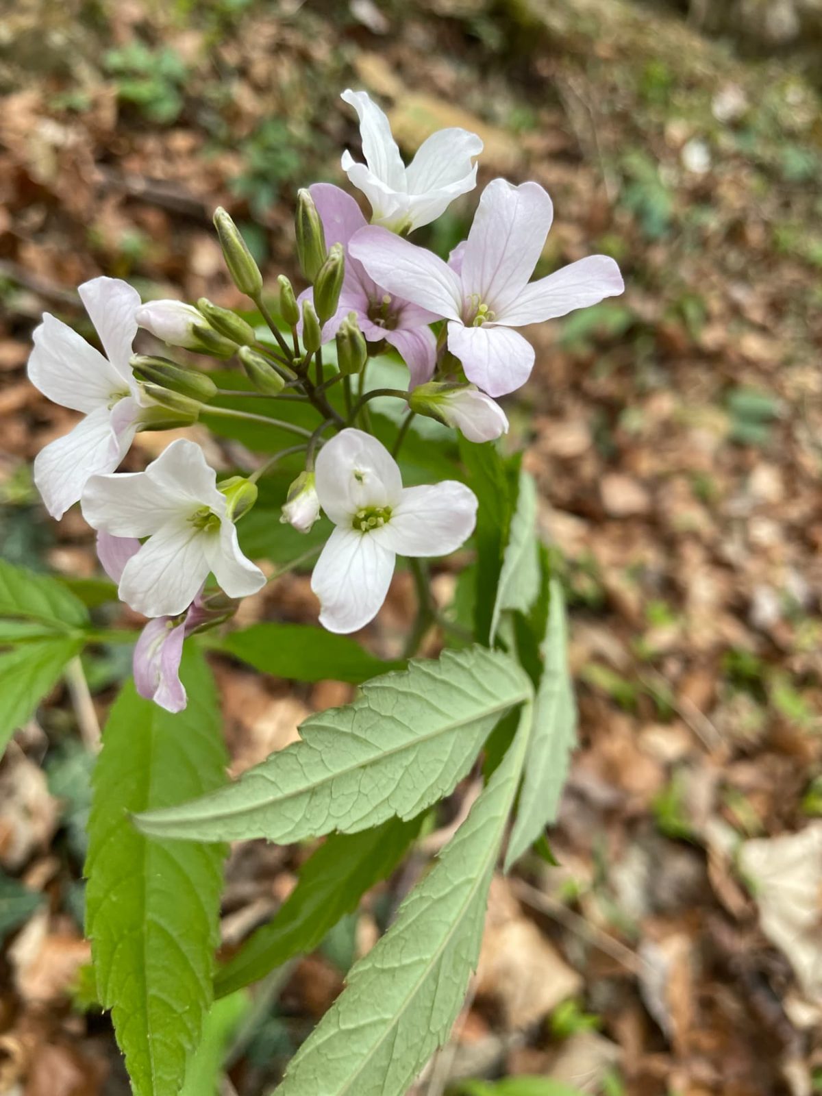 Zartrosa Wiesenschaumkraut